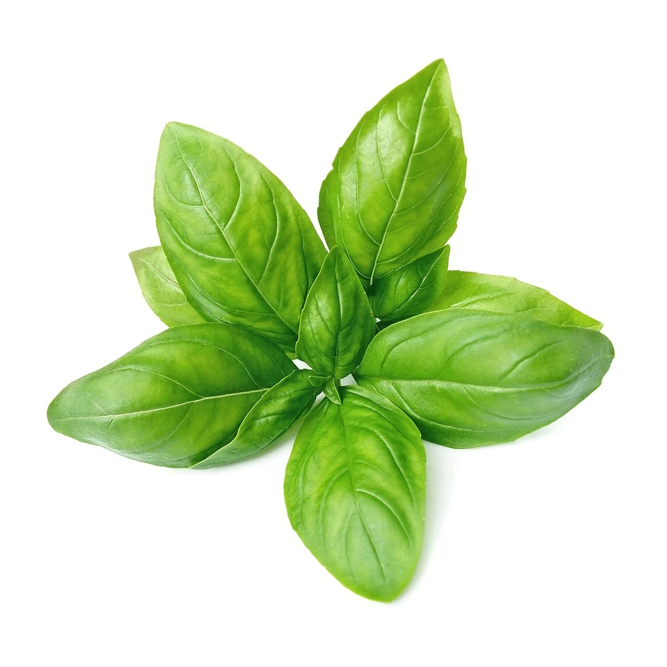 Fresh Basil