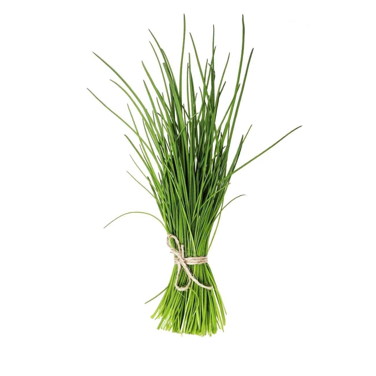 Garlic Chives