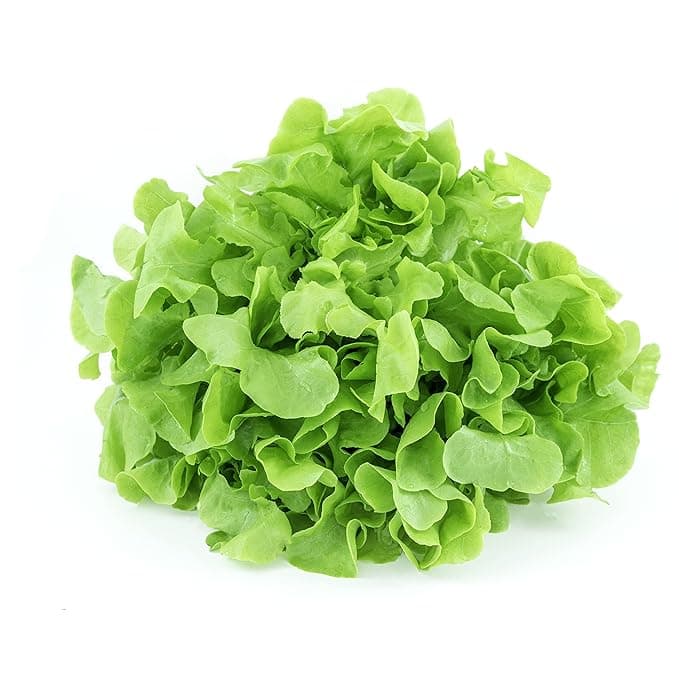 Green Oak Lettuce