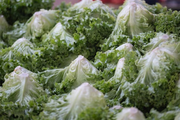 Iceberg Lettuce