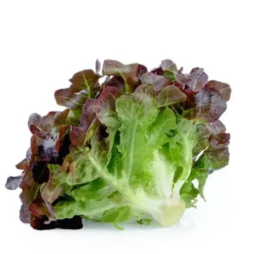 Red Oak Lettuce
