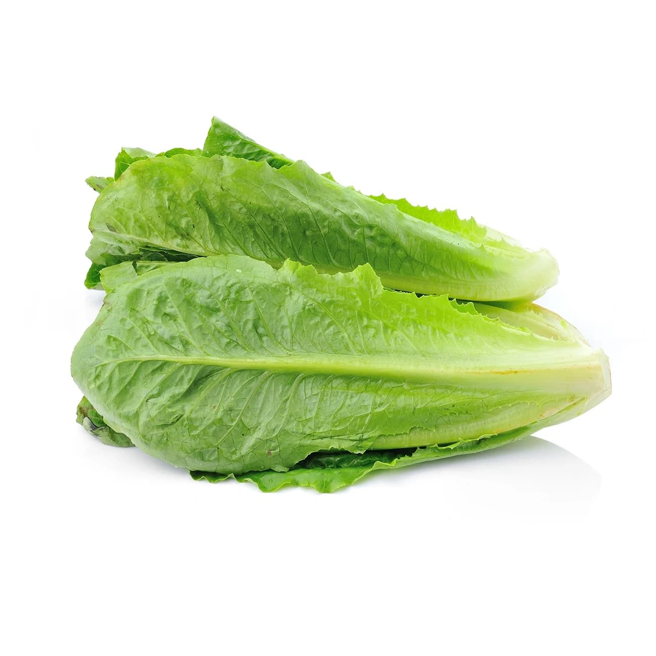 Romaine Lettuce