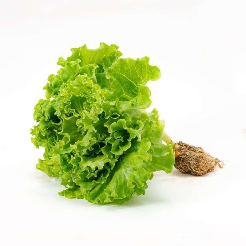 Summer Crisp Lettuce