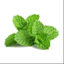 Fresh Mint