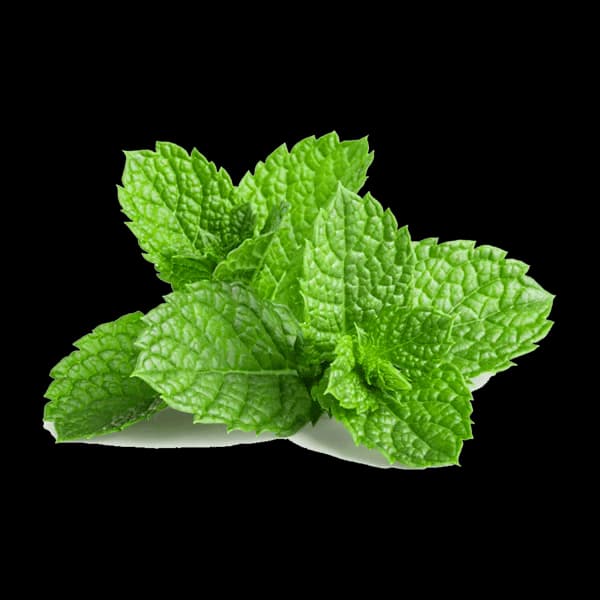 Fresh Mint