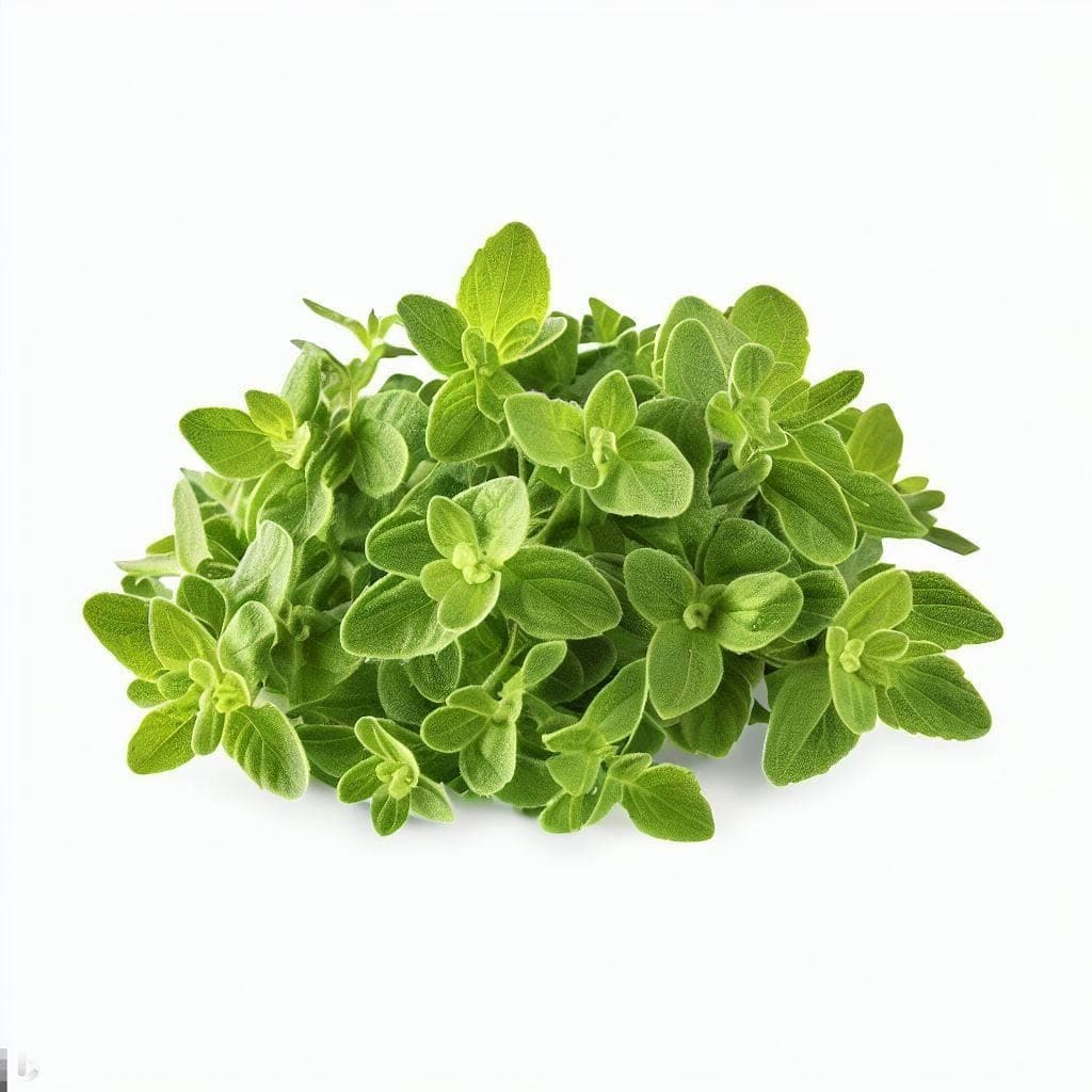 Fresh Oregano