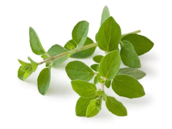 Fresh Oregano