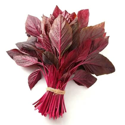 Red Amaranthus
