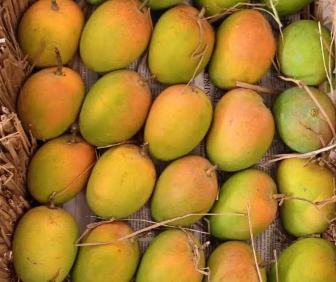 Ratnagiri Gold Alphonso